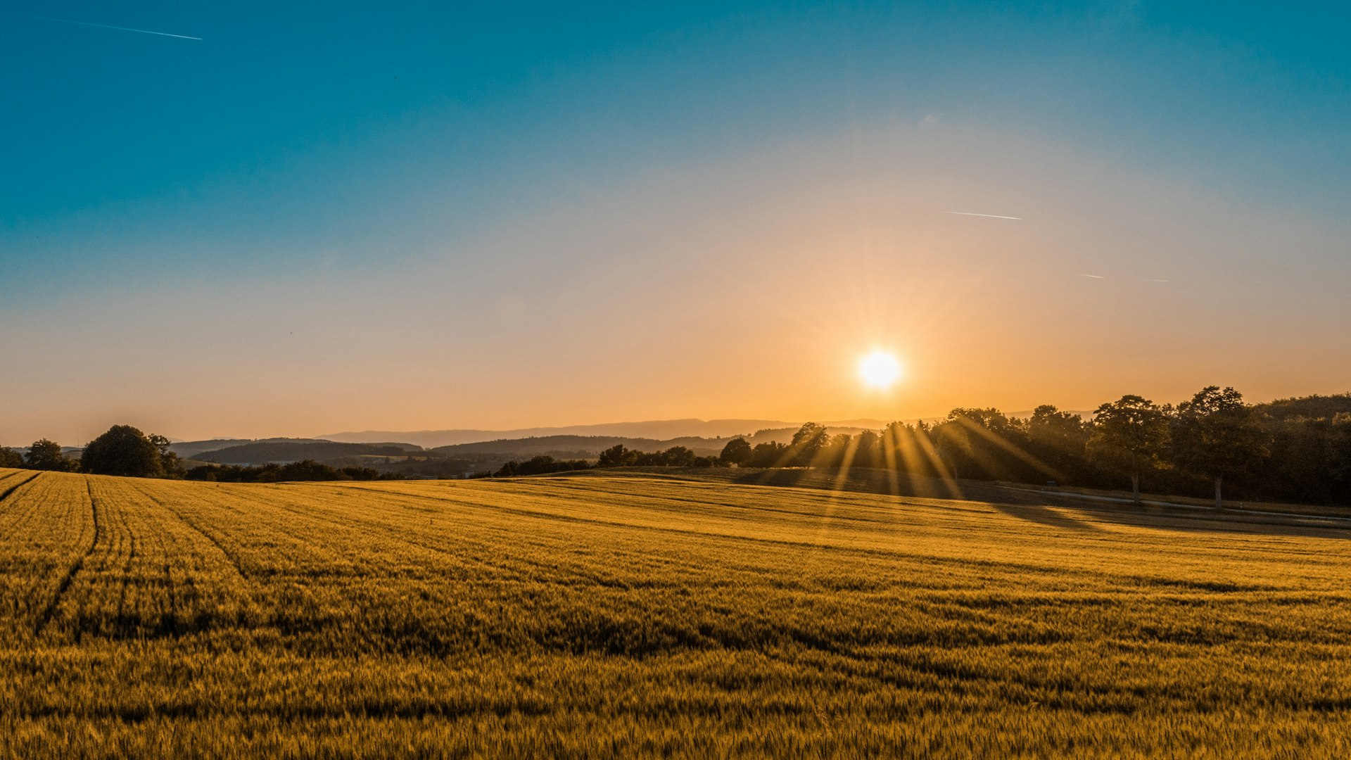 Golden field stretching to the horizon at sunset